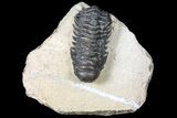 Bargain, Crotalocephalina Trilobite - Foum Zguid, Morocco #119880-2
